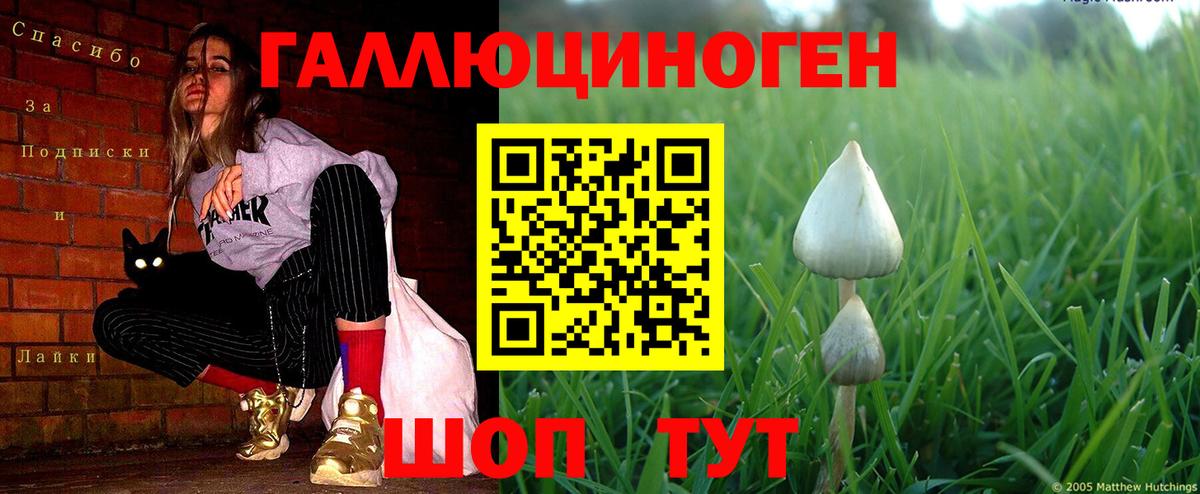Псилоцибиновые грибы Psilocybine cubensis  Вход с VPN  Курчатов 